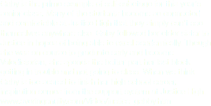 Gaby is the prime example of self-sabotage for this yearʼs senior class. Many of the students become so connected and comfortable at Justice High that they simply canʼt see themselves anywhere else. Gaby followed her older sister to Justice in hopes of being able to excel academically. Though she was on course to graduate early and become Valedictorian, she spends the better part her last block getting in trouble and not going to class. When we think Gaby is too scared to finish her high school career, inspiration comes from the support system at Justice High.
www.averingenuity.com/Video/justice_gabby.htm 